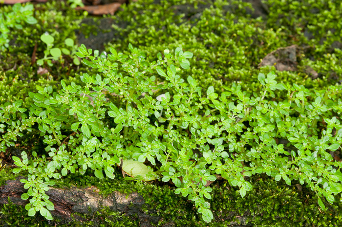 image of Pilea microphylla var. microphylla, Rockweed, Artilleryweed