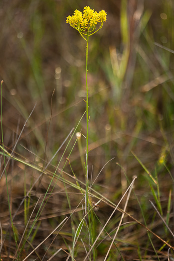 image of Senega cymosa, Tall Pinebarren Milkwort