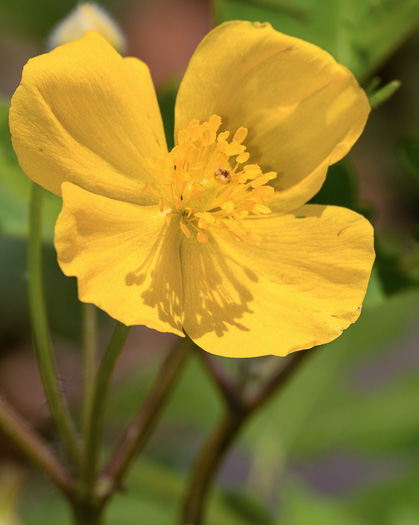 image of Chelidonium diphyllum, Celandine-poppy, Woods-poppy