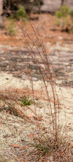 image of Schizachyrium scoparium, Common Little Bluestem
