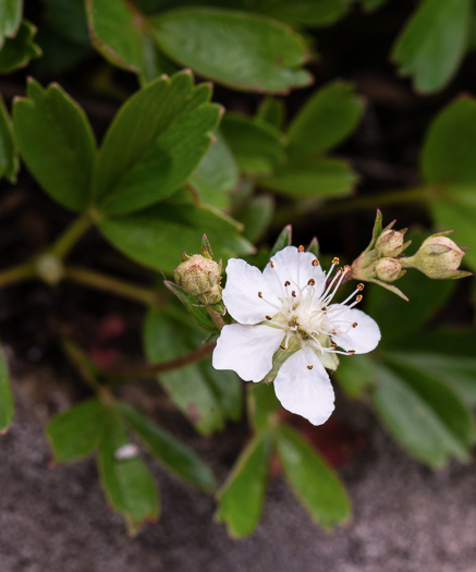 image of Sibbaldia tridentata, Wineleaf Cinqefoil, Mountain Cinqefoil, Three-toothed Cinqefoil, Mountain White Potentilla