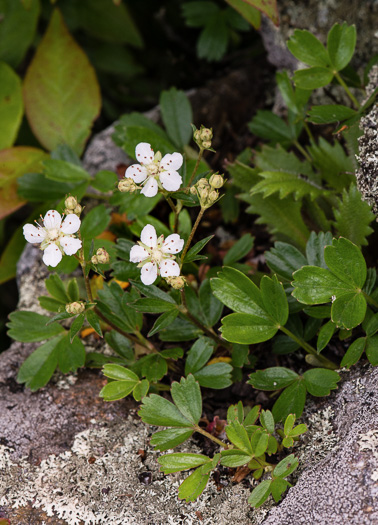 image of Sibbaldia tridentata, Wineleaf Cinqefoil, Mountain Cinqefoil, Three-toothed Cinqefoil, Mountain White Potentilla