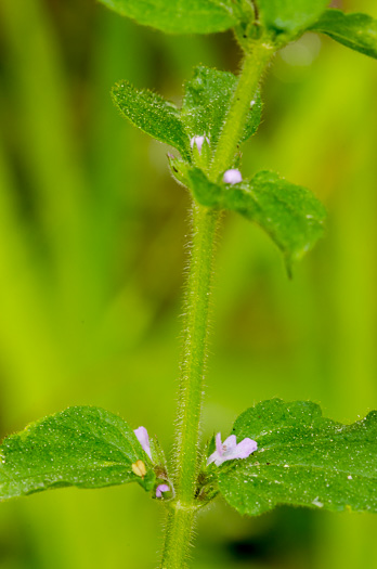 image of Stachys crenata, Mouse's-ear, Shade Betony