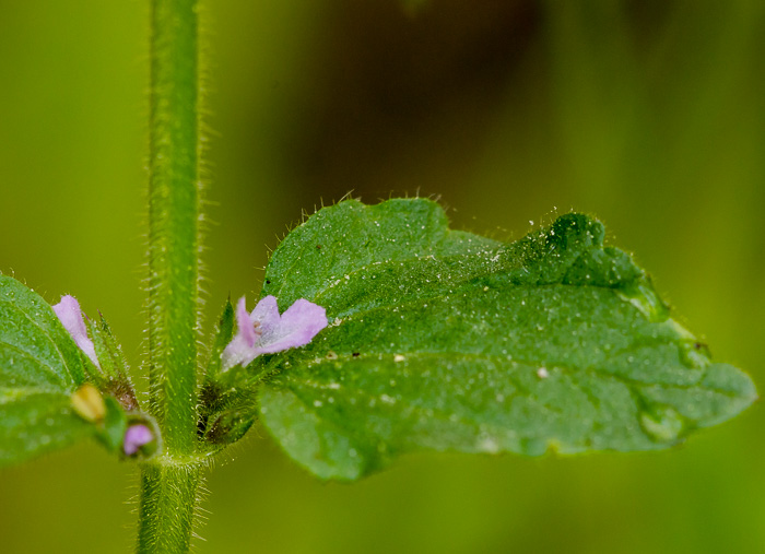 image of Stachys crenata, Mouse's-ear, Shade Betony