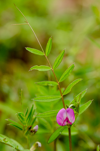 image of Vicia sativa var. angustifolia, Narrowleaf Vetch, Garden Vetch
