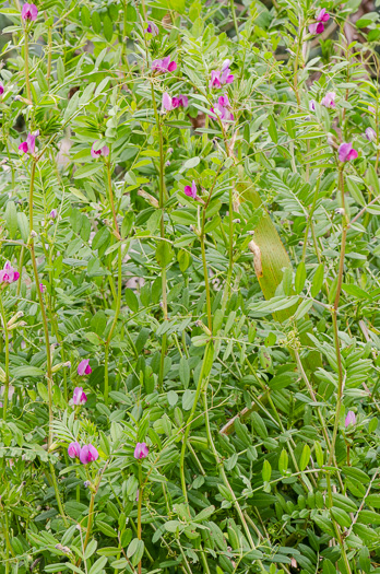 image of Vicia sativa var. angustifolia, Narrowleaf Vetch, Garden Vetch
