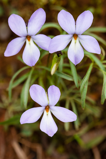 image of Viola pedata ssp. pedata, Common Birdsfoot Violet