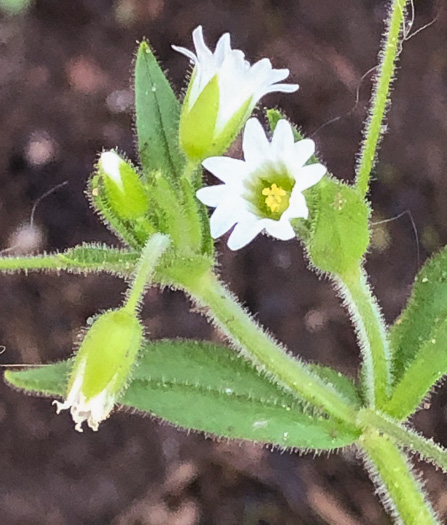 image of Cerastium nutans var. nutans, Nodding Mouse-ear Chickweed, Nodding Chickweed