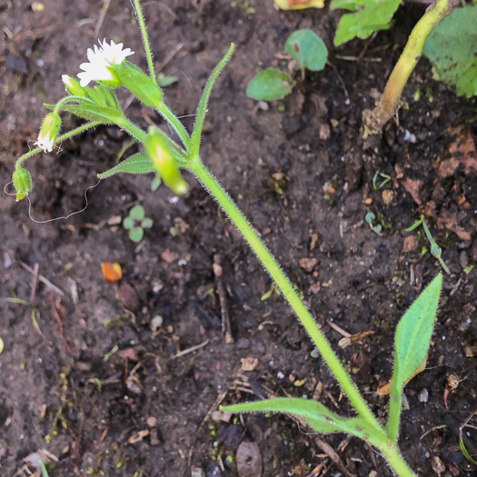 image of Cerastium nutans var. nutans, Nodding Mouse-ear Chickweed, Nodding Chickweed