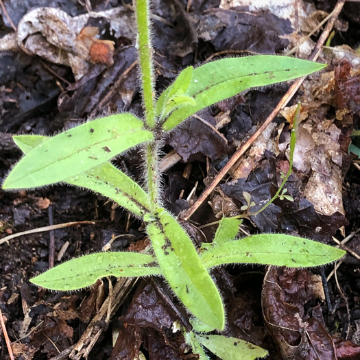 image of Cerastium nutans var. nutans, Nodding Mouse-ear Chickweed, Nodding Chickweed