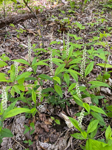 image of Senega officinalis +, Senega Snakeroot