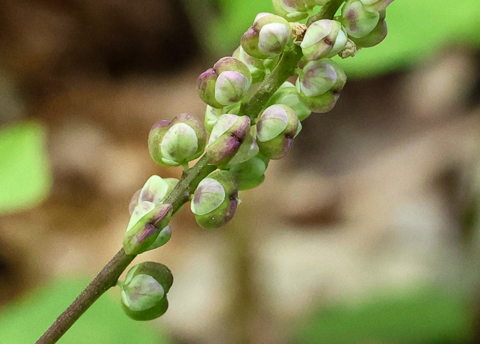 image of Senega officinalis +, Senega Snakeroot