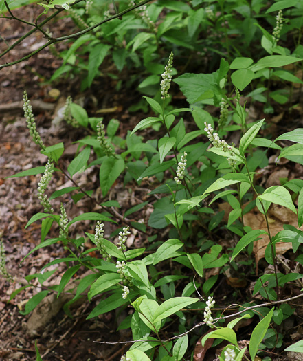 image of Senega officinalis +, Senega Snakeroot