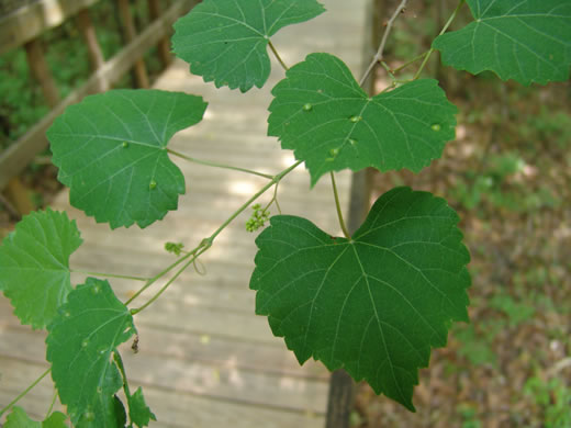 image of Vitis rotundifolia, Muscadine, Scuppernong