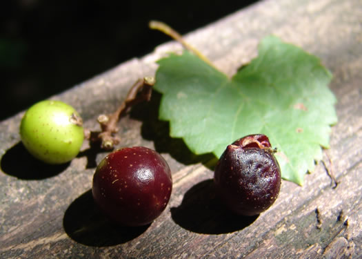 Vitis rotundifolia, Muscadine, Scuppernong