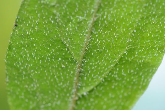 image of Swida asperifolia, Eastern Roughleaf Dogwood