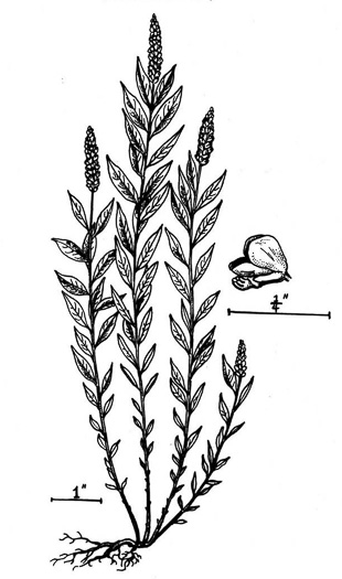 image of Senega officinalis +, Senega Snakeroot