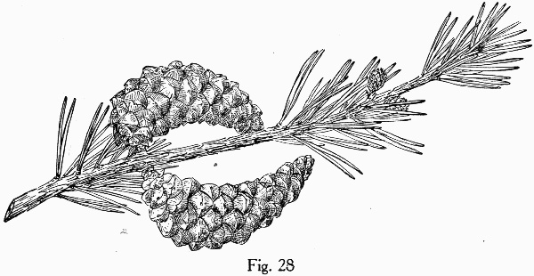 image of Pinus banksiana, Jack Pine