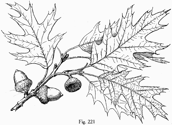 image of Quercus rubra +, Northern Red Oak