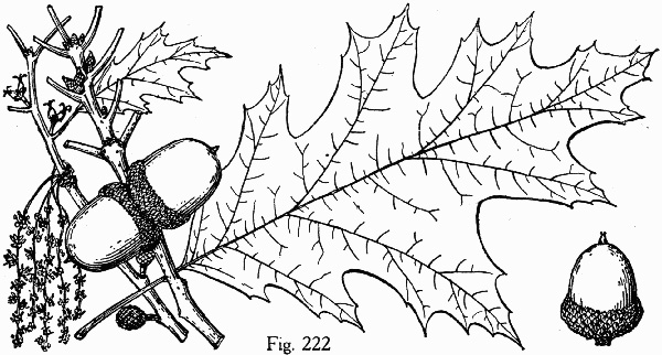 image of Quercus rubra +, Northern Red Oak