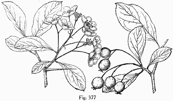 image of Crataegus mohrii, Mohr's Hawthorn