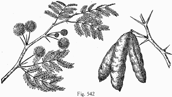image of Vachellia farnesiana var. farnesiana, Common Sweet Acacia, Huisache