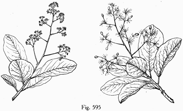 image of Cotinus obovatus, American Smoketree