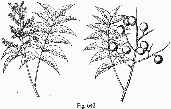 image of Sapindus drummondii var. drummondii, Western Soapberry