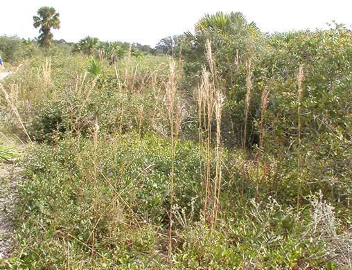 image of Anatherum floridanum, Florida Bluestem