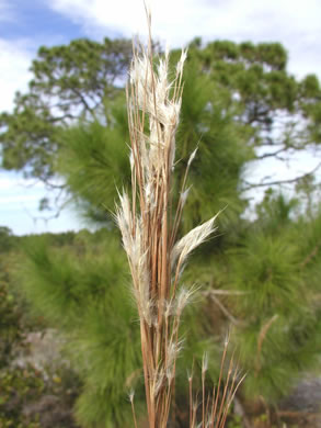 image of Anatherum floridanum, Florida Bluestem