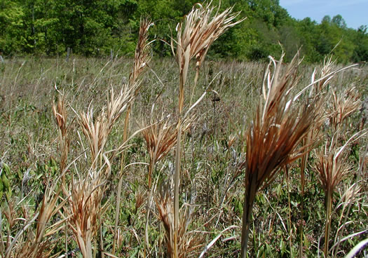 image of Anatherum glomeratum, Common Bushy Bluestem, Bushy Beardgrass, Bog Broomsedge, Clustered Bluestem