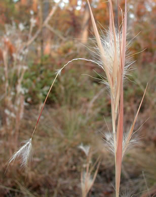 image of Anatherum gyrans, Elliott's Bluestem