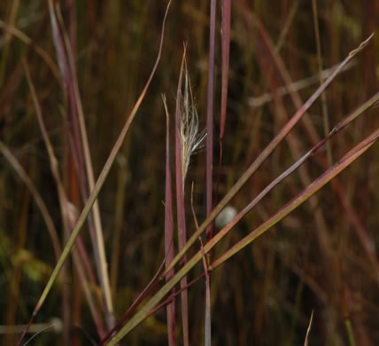 image of Anatherum perangustatum, Narrowleaf Bluestem