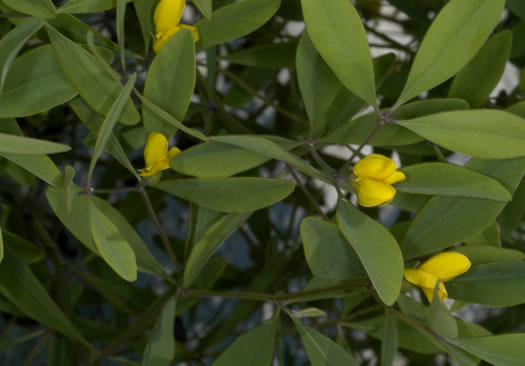 image of Baptisia lanceolata, Gopherweed, Lanceleaf Wild Indigo