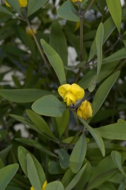 image of Baptisia lanceolata, Gopherweed, Lanceleaf Wild Indigo