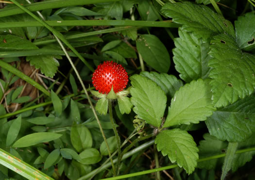 image of Potentilla indica, Indian Strawberry, Mock Strawberry, Snakeberry
