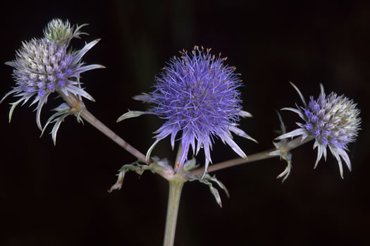 image of Eryngium ravenellii, Ravenel's Eryngo