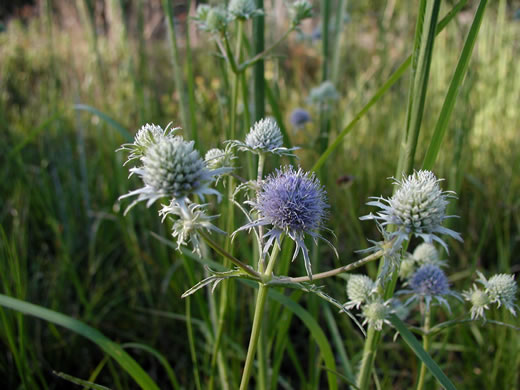 image of Eryngium ravenellii, Ravenel's Eryngo