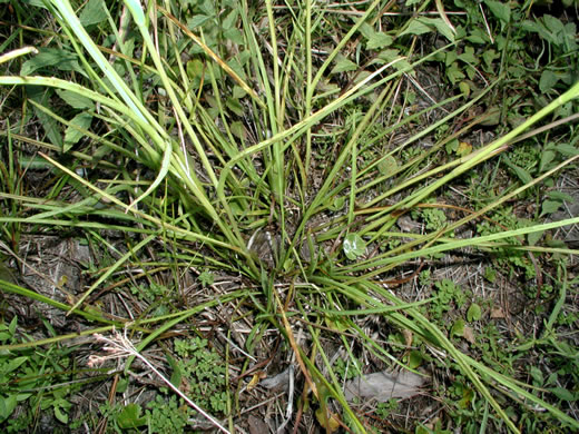 image of Eryngium ravenellii, Ravenel's Eryngo