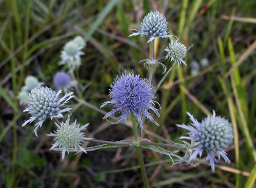 image of Eryngium ravenellii, Ravenel's Eryngo