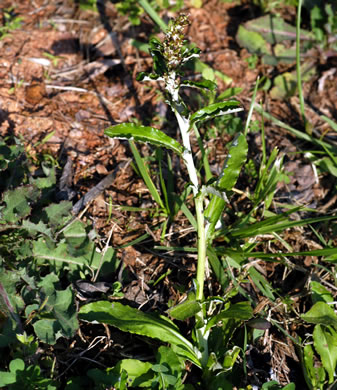 image of Gamochaeta purpurea, Spoonleaf Purple Everlasting, Purple Cudweed, Spoonleaf Cudweed
