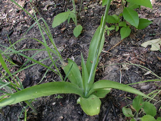 image of Manfreda virginica ssp. virginica, Eastern Agave, Eastern False-aloe, Rattlesnake-master, American Aloe