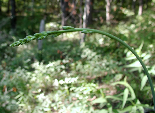 image of Manfreda virginica ssp. virginica, Eastern Agave, Eastern False-aloe, Rattlesnake-master, American Aloe
