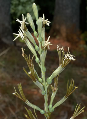 image of Manfreda virginica ssp. virginica, Eastern Agave, Eastern False-aloe, Rattlesnake-master, American Aloe