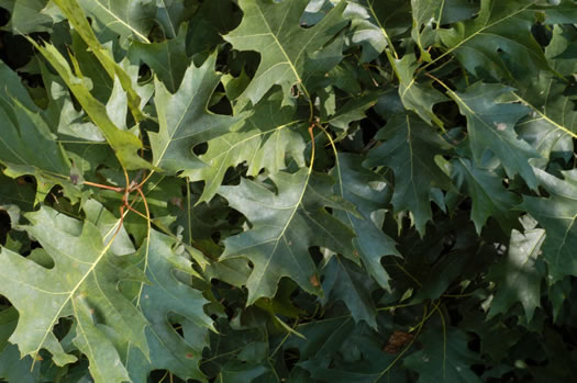 image of Quercus rubra +, Northern Red Oak