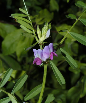 image of Vicia sativa var. angustifolia, Narrowleaf Vetch, Garden Vetch