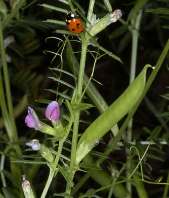image of Vicia sativa var. angustifolia, Narrowleaf Vetch, Garden Vetch