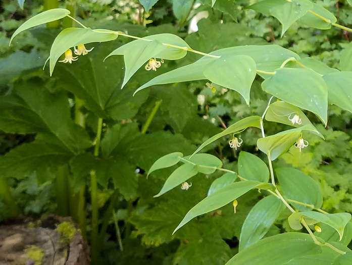 image of Streptopus amplexifolius, Clasping Twisted-stalk, White Mandarin, Pagoda-bells