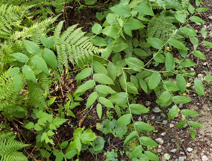 image of Streptopus amplexifolius, Clasping Twisted-stalk, White Mandarin, Pagoda-bells