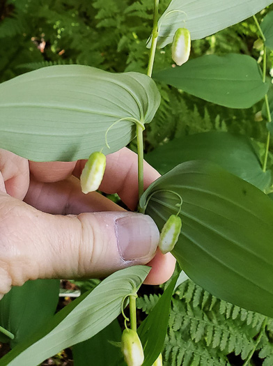 Streptopus amplexifolius, Clasping Twisted-stalk, White Mandarin, Pagoda-bells